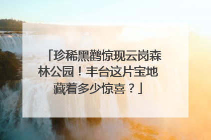 珍稀黑鹳惊现云岗森林公园！丰台这片宝地藏着多少惊喜？