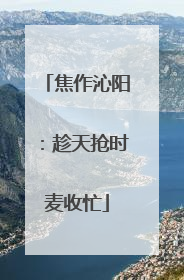 焦作沁阳：趁天抢时麦收忙