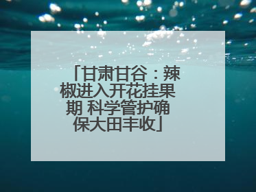 甘肃甘谷：辣椒进入开花挂果期 科学管护确保大田丰收