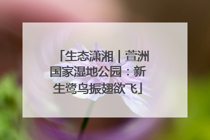 生态潇湘｜萱洲国家湿地公园：新生鹭鸟振翅欲飞