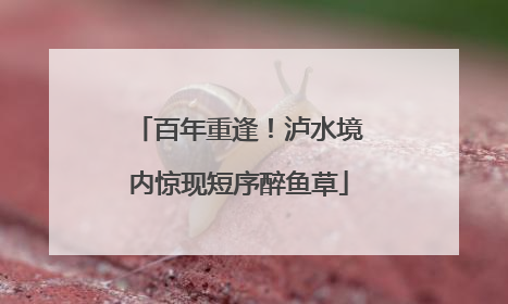 百年重逢！泸水境内惊现短序醉鱼草