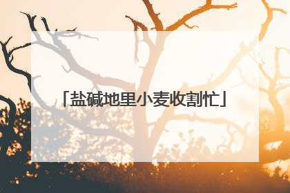 盐碱地里小麦收割忙