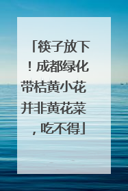 筷子放下！成都绿化带桔黄小花并非黄花菜，吃不得