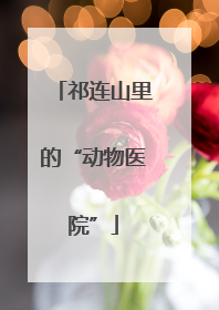 祁连山里的“动物医院”
