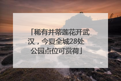 稀有并蒂莲花开武汉，今夏全城28处公园点位可赏荷