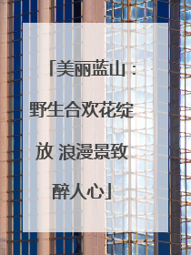美丽蓝山：野生合欢花绽放 浪漫景致醉人心