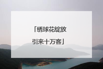 绣球花绽放 引来十万客