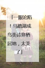一眼沦陷！马踏湖成鸟类诗意栖居地，太美了