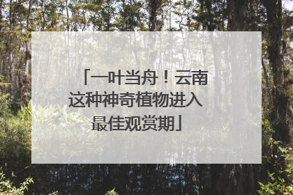 一叶当舟！云南这种神奇植物进入最佳观赏期