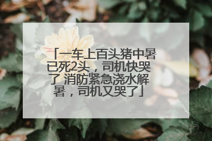 一车上百头猪中暑已死2头，司机快哭了 消防紧急浇水解暑，司机又哭了