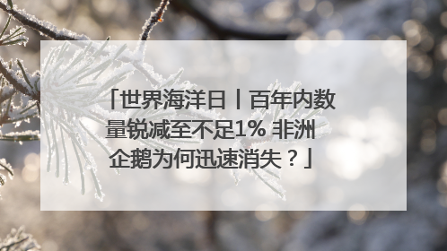 世界海洋日丨百年内数量锐减至不足1% 非洲企鹅为何迅速消失？