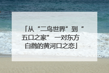 从“二鸟世界”到“五口之家” 一对东方白鹳的黄河口之恋