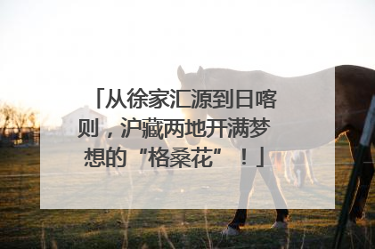 从徐家汇源到日喀则，沪藏两地开满梦想的“格桑花”！
