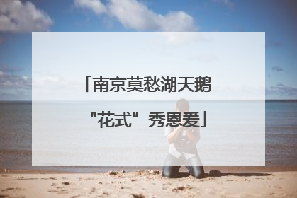 南京莫愁湖天鹅“花式”秀恩爱