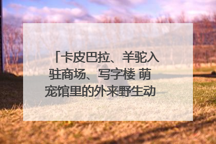 卡皮巴拉、羊驼入驻商场、写字楼 萌宠馆里的外来野生动物暗藏哪些隐患？