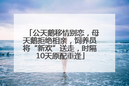 公天鹅移情别恋，母天鹅拒绝相亲，饲养员将“新欢”送走，时隔10天原配重逢