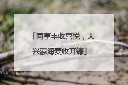 同享丰收喜悦，大兴瀛海麦收开镰