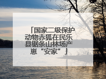 国家二级保护动物赤狐在民乐县锯条山林场产崽“安家”