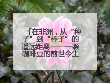 在非洲，从“种子”到“杯子”的遥远距离——一颗咖啡豆的前世今生（三）