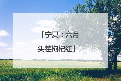 宁夏：六月头茬枸杞红