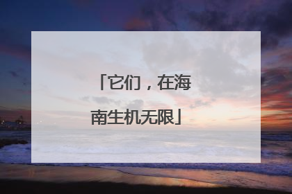 它们，在海南生机无限