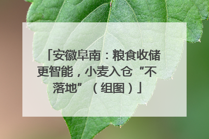 安徽阜南：粮食收储更智能，小麦入仓“不落地”（组图）