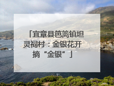宜章县笆篱镇坦灵祠村：金银花开摘“金银”