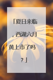 夏日来临，西湖六月黄上市了吗？