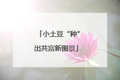小土豆“种”出共富新图景