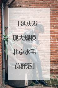 延庆发现大规模北京水毛茛群落