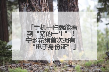 手机一扫就能看到“猪的一生”！宁乡花猪首次拥有“电子身份证”