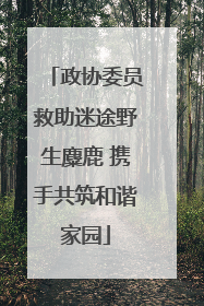 政协委员救助迷途野生麋鹿 携手共筑和谐家园