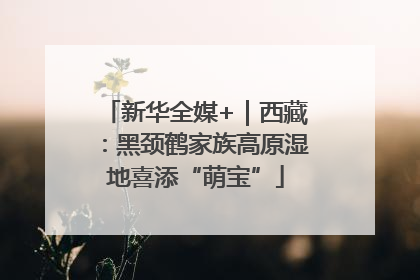 新华全媒+｜西藏：黑颈鹤家族高原湿地喜添“萌宝”