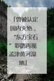 曾被认定国内灭绝，“东方宝石”彩鹮再现孟津黄河湿地