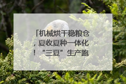 机械烘干稳粮仓，夏收夏种一体化！“三夏”生产跑出加速度｜麦报