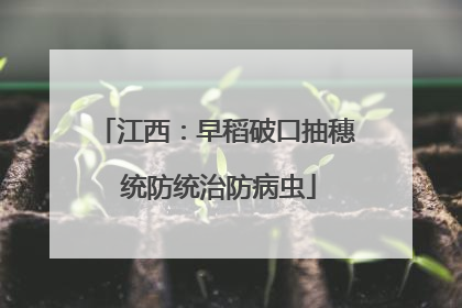 江西：早稻破口抽穗 统防统治防病虫