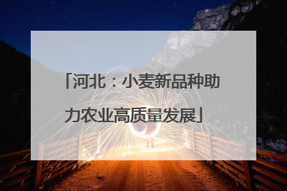 河北：小麦新品种助力农业高质量发展