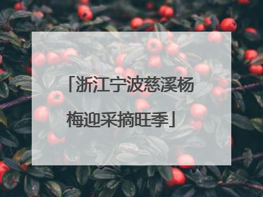 浙江宁波慈溪杨梅迎采摘旺季