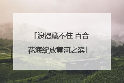 浪漫藏不住 百合花海绽放黄河之滨