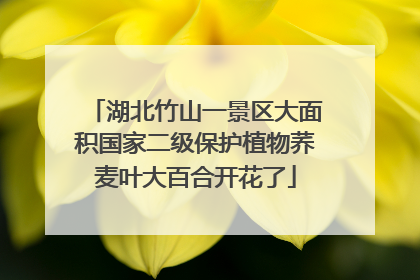 湖北竹山一景区大面积国家二级保护植物荞麦叶大百合开花了