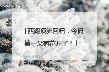 西湖顶流回归：今夏第一朵荷花开了！