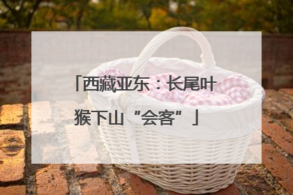 西藏亚东：长尾叶猴下山“会客”