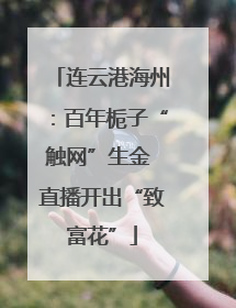 连云港海州：百年栀子“触网”生金 直播开出“致富花”