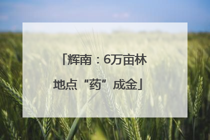 辉南：6万亩林地点“药”成金