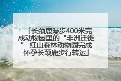 长颈鹿漫步400米完成动物园里的“非洲迁徙” 红山森林动物园完成怀孕长颈鹿步行转运