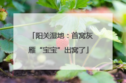 阳关湿地：首窝灰雁“宝宝”出窝了