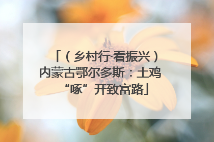 （乡村行·看振兴）内蒙古鄂尔多斯：土鸡“啄”开致富路