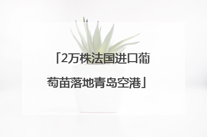 2万株法国进口葡萄苗落地青岛空港